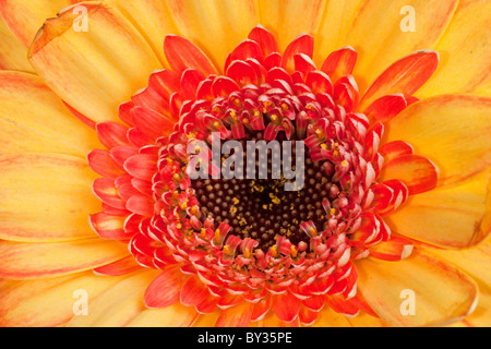 Extreme macro shot of a gerbera daisy Stock Photo