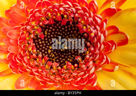 Extreme macro shot of a gerbera daisy Stock Photo