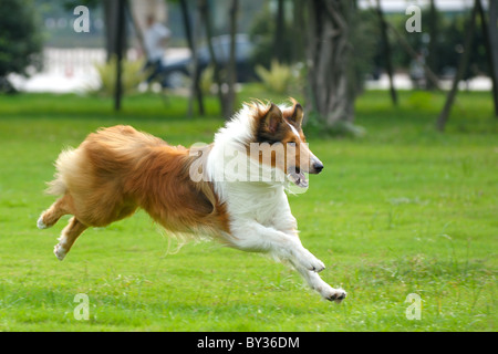 Collie dog running on the lawn Stock Photo