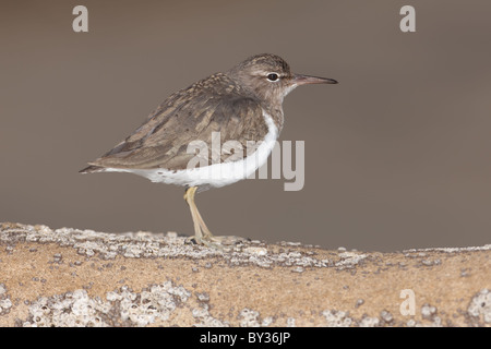 Spotted Sandpiper (Actitis macularius) in winter plumage hunting for insect prey among barnacles on a rock by the seashore Stock Photo