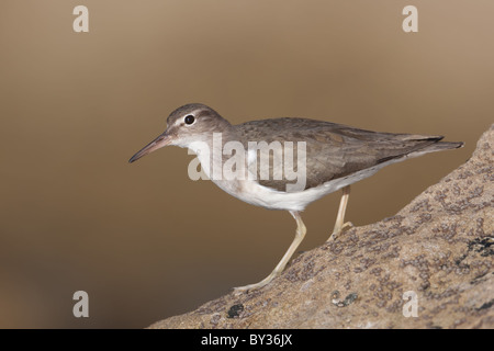 Spotted Sandpiper (Actitis macularius) in winter plumage hunting for insect prey among barnacles on a rock by the seashore Stock Photo