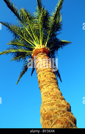 palm tree under clear blue sky Stock Photo
