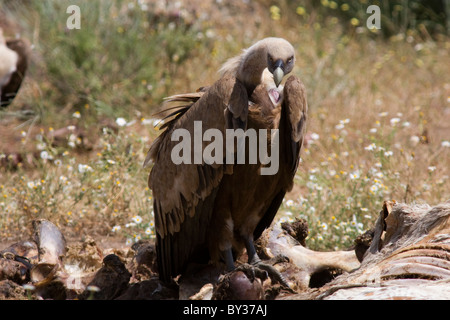 Griffon vulture (Gyps fulvus) Stock Photo
