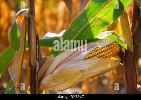 USA, New York State, Hudson, Corn cob growing in field Stock Photo