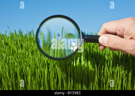 Male hand holding magnifying glass over grass Stock Photo