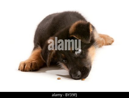 German Shepherd Dog puppy at nine weeks old eating treats Stock Photo