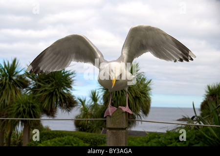 Seagull standing on post about to take flight Stock Photo