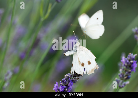 Pair of white butterfly on lavender flowers (selective focus on foreground one) Stock Photo