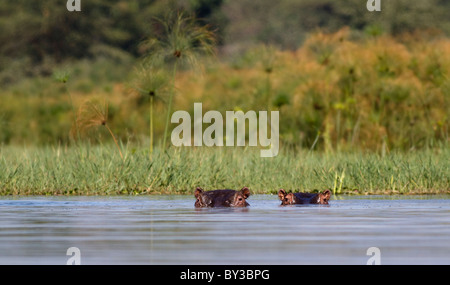 A pair of hippos wallowing in the lake during the mid day sun Stock Photo
