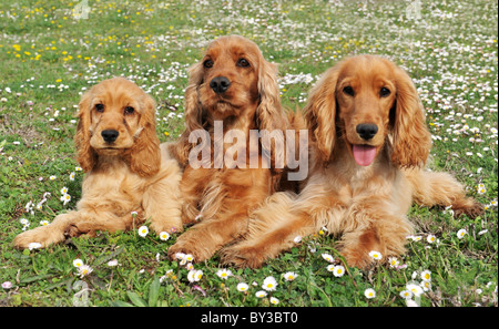 portrait of three purebred spaniel cocker in a field with flowers Stock Photo