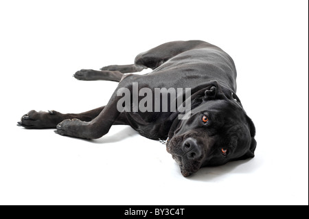 beautiful purebred italian mastiff cane corso laid down on a white background Stock Photo