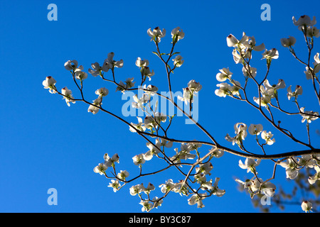 The branch of a Dogwood tree with blossoms against a blue sky background. Stock Photo