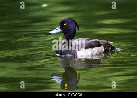 Side on shot with reflection of a male tufted duck in regents park, london Stock Photo