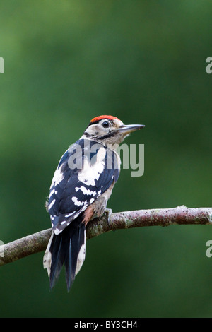 Greater spotted woodpecker sat on a branch in the New Forest