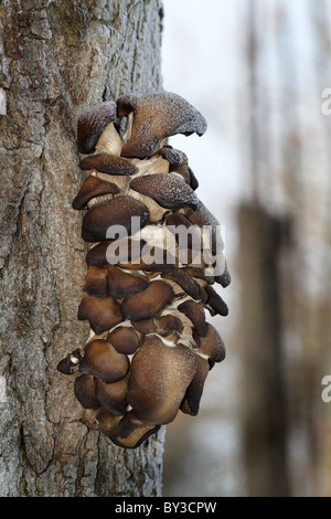 Fungus on tree in cold freezing weather. Stock Photo