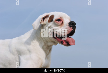 portrait of a purebred white boxer on a blue sky