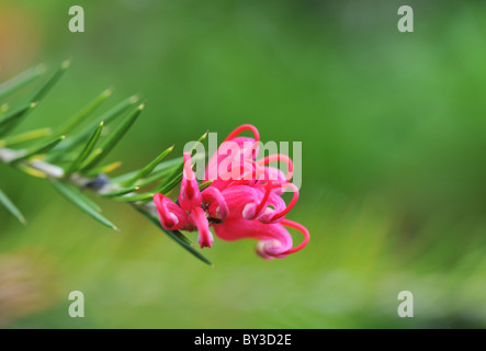 red Grévillea juniperina bloom in the garden Stock Photo