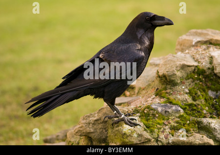 RAVEN Corvus corax Bird with clipped wing feathers to prevent flight Tower of London, UK Stock Photo