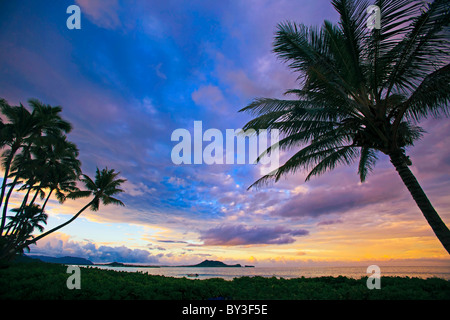 sunset on the windward side of oahu with palm tree silhouettes in hawaii Stock Photo
