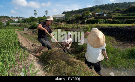 Farm Workers in Dalat, Vietnam Stock Photo