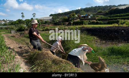 Farm Workers in Dalat, Vietnam Stock Photo