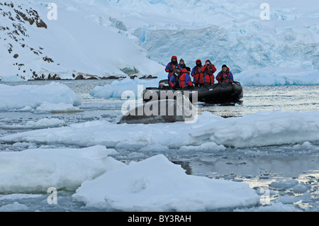 Tourists in zodiac observing a leopard seal Hydruga leptonyx lying on pack ice, Lemaire Channel, Antarctic Peninsula, Antarctica Stock Photo