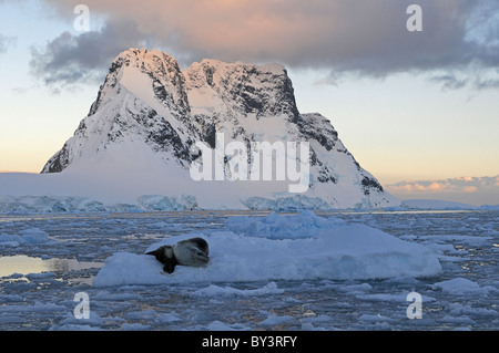 Leopard seal mother and baby Hydruga leptonyx lying on pack ice in Lemaire Channel near Antarctic Peninsula, Antarctica Stock Photo