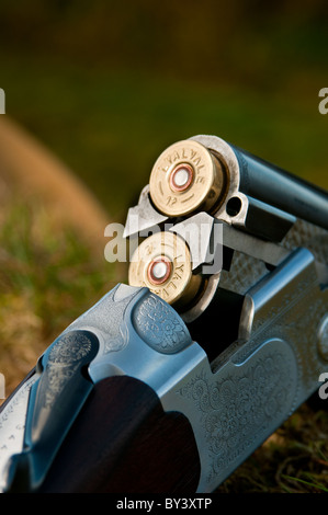 A twelve bore over and under shotgun open and showing cartridges, at rest during a days game shoot in England Stock Photo