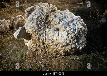 Fossil stromatolites (France). Stock Photo