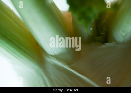 Fennel bulb, On white Background Stock Photo