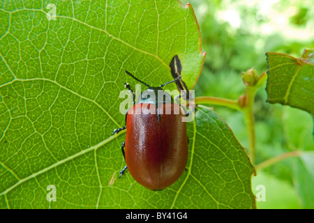 Red Poplar Leaf Beetle (Chrysomela populii) Stock Photo