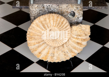 A fossil of the Chambered Nautilus displayed at the Macro Fossile Kasbah near Erfoud, Morocco.