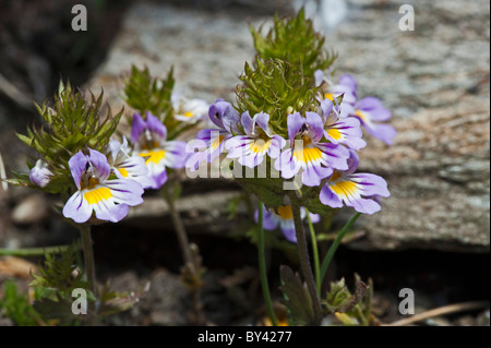 Alpine Eyebright (Euphrasia alpina) Stock Photo