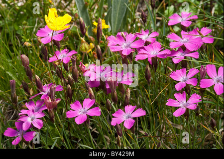 Three-veined Pink (Dianthus pavonius) Stock Photo