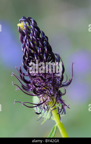 Dark Rampion (Phyteuma ovatum), flower head Stock Photo
