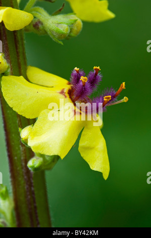 Dark Mullein (Verbascum nigrum), flower detail Stock Photo