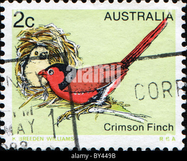 Crimson Finch Stock Photo