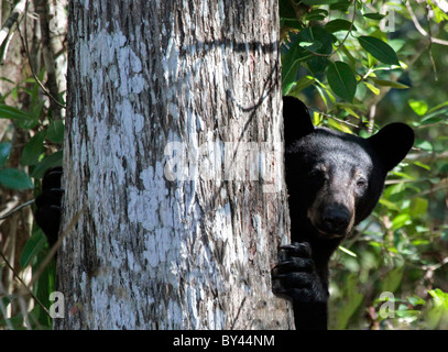 Florida Black Bear Stock Photo