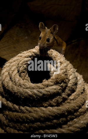 A wood mouse, Apodemus sylvaticus, sitting on top of a coil of rope in a shed, UK. Stock Photo