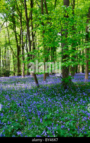 Bluebells in Standish Wood in the Cotswolds near Stroud, Gloucestershire, England. Stock Photo