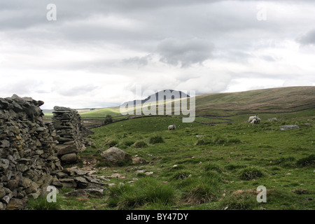 A field and dry stone wall with view of Pen Y Ghent near Stainforth in Yorkshire Dales Stock Photo