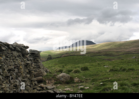 A field and dry stone wall with view of Pen Y Ghent near Stainforth in Yorkshire Dales Stock Photo