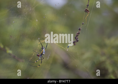 Golden orb spider on web Stock Photo