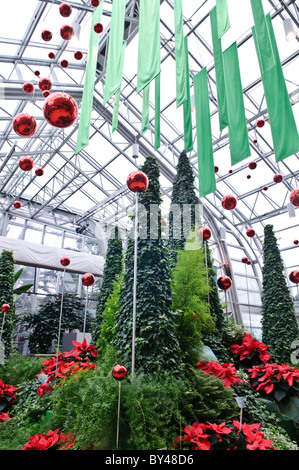 MONTREAL, Canada - Trees are decorated for Christmas inside Montreal's Botanical Garden, one of the world's largest indoor botanical gardens featuring a range of different environments from orchids to spices to cacti. Stock Photo