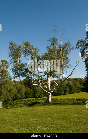 A birch tree stands alone on a hill near the Clark Art Institute in Williamstown, MA. Stock Photo