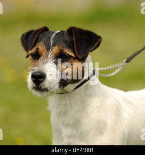 jack russell terrier on a lead Stock Photo