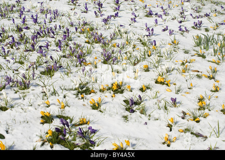 Crocus penetrate the new snow, which fell in the month of March, Stenungsund, Sweden Stock Photo