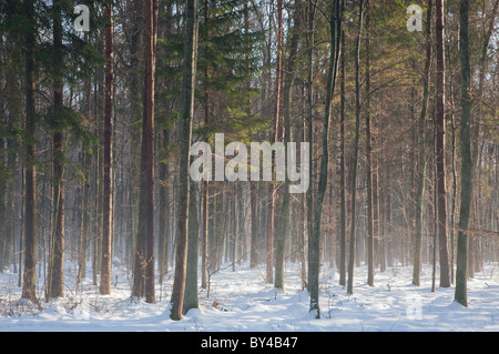 Young oak tree stand in winter with mist in morning sun over snow Stock Photo