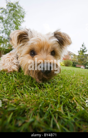 quirky angle of Yorkshire Terrier in the garden Stock Photo