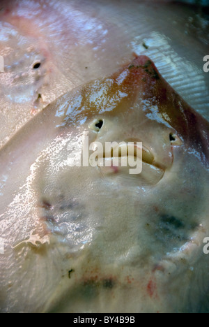 Underside of the semi-transparent Thornback ray on sale in the fish market in Livorno also known as Leghorn, fresh food market Stock Photo